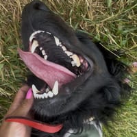 Flafi, pies do adopcji