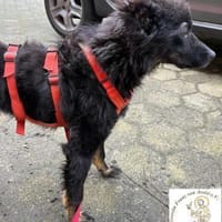 Srecko  der kleine Abenteurer, Hund zur Adoption