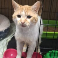 Kitan, kot do adopcji