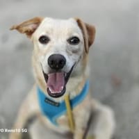 GIPSY  - ein Goldstück auf vier Pfoten, Hündin zur Adoption