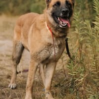 Sophie, suczka do adopcji
