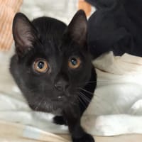 Atomek, kot do adopcji