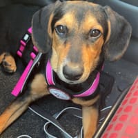 Zuckersüße 🐾💕Sky🐾💕 sucht ihr Zuhause, Hündin zur Adoption