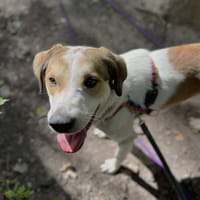 Tobi, pies do adopcji