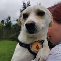 Gentleman in Miniformat: Calino, Hund zur Adoption