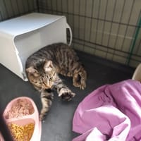 Betty, kotka do adopcji