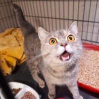 Morelka, kotka do adopcji