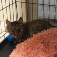 Bunia, kotka do adopcji