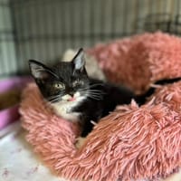 Naja, kotka do adopcji