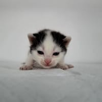 Miodek, kot do adopcji