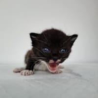 Tosia, kotka do adopcji