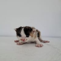 Misia, kotka do adopcji