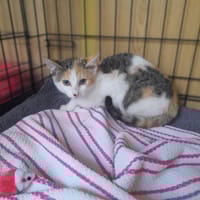Edzia, kotka do adopcji