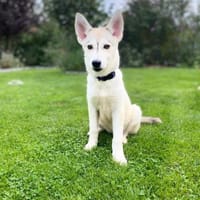 💕Skadi💕 sucht eine liebe Familie🐾💕🐾, Hündin zur Adoption