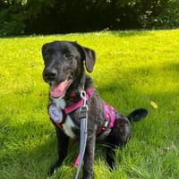 💕Finja💕 sucht ihre Menschen 🐾💕🐾, Hündin zur Adoption