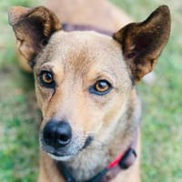 Winnie - die liebevolle Schmusemaus, Hündin zur Adoption