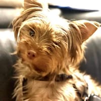 Schokonase Willow 77776 Bad Rippoldsau, Hündin zur Adoption