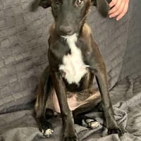 EMMA-SANFTES HUNDEMÄDEL, Hündin zur Adoption