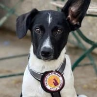 Elias sucht seine Traumfamilie, Hund zur Adoption