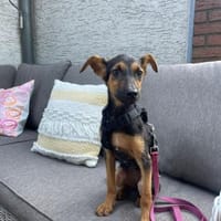 Katie ist in Deutschland, Hündin zur Adoption