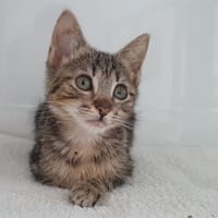 DEVRA CHA, chatte à adopter