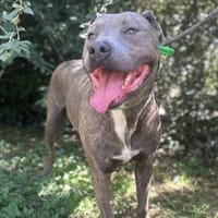 LANA, chienne à adopter