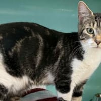 MISTER, chat à adopter