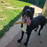 pantera paa22959, chienne à adopter