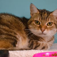 Inki Cab4390, chatte à adopter
