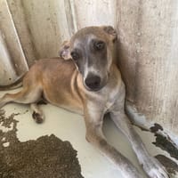 CAPUCIN, chien à adopter