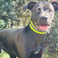 MALAGA, chienne à adopter