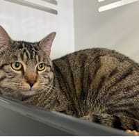 TANK, chat à adopter