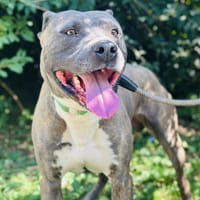 TAYZ, chien à adopter