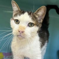 GAMIN, chat à adopter