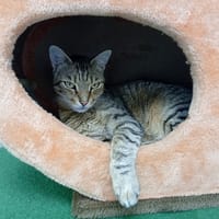 GUIZMO, chat à adopter