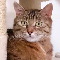 Maïka Cab4419, chatte à adopter