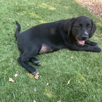 PATRICK, chien à adopter