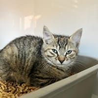 Zéphyr, chatte à adopter