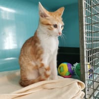 Princesse, chatte à adopter