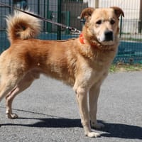 Urly  HAA24581, chien à adopter