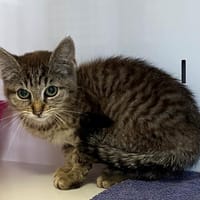 QUICK, chatte à adopter