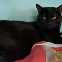 TOURNY, chat à adopter