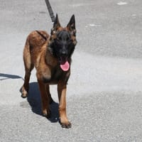 Luky  HAA24583, chien à adopter