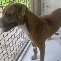PELOTE, chienne à adopter