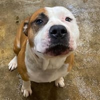 P'tyron, chien à adopter