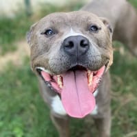 ROHAN OAA19395, chien à adopter