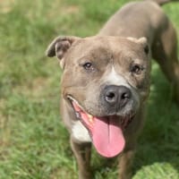 ROHAN OAA19395, chien à adopter