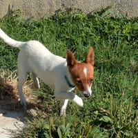 NOISETTE, chienne à adopter