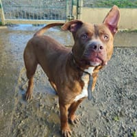 KISSKOOL, chien à adopter