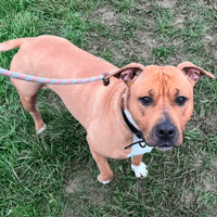 KALLY, chienne à adopter